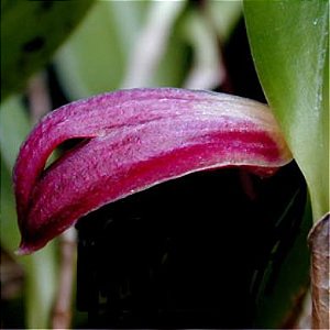Orquídea Zootrophion atropurpureum - Adulta