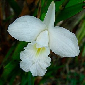 Orquídea Arundina Alba - 30cm