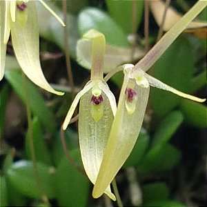 Orquídea Barbosella cogniauxiana - Adulta