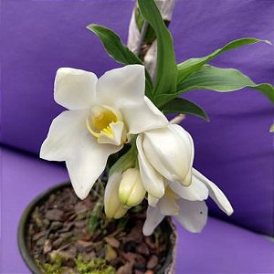 Orquídea Chysis Alba - Orquidário 4 Estações - Orquídeas e Flores  Ornamentais