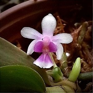 Orquídea Kingidium deliciosum - 10cm