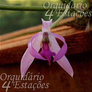 Orquidea Leptotes Pohlitinocoi - Adulta