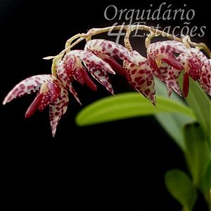 Orquídea Pleurothallis restrepioides - 15cm