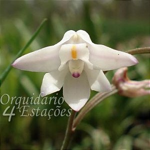 Orquídea Polystachya ottoniana - Adulta