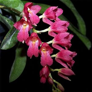 Orquídea Rodriguezia lanceolata - Adulta