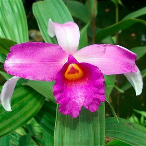 Orquídea Sobralia sessilis - 15cm