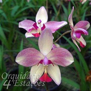 Orquídea Spathoglottis kimballiana x plicata - Adulta