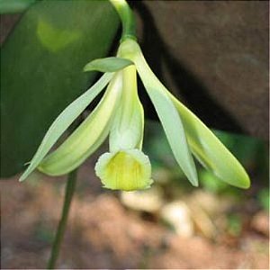 Orquídea Vanilla (Baunilha) - Orquidário 4 Estações - Orquídeas e Flores  Ornamentais