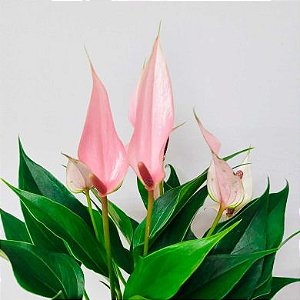 Antúrio mini rosa especial - Pote 09 - 15/20cm