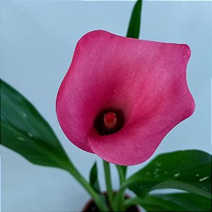 Calla rosa - Zantedeschia aethiopica