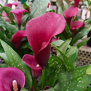 Calla vinho - Zantedeschia aethiopica