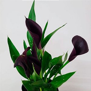 Calla Negra - Zantedeschia aethiopica - Orquidário 4 Estações - Orquídeas e  Flores Ornamentais