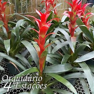 Bromélia Guzmânia vermelha - Orquidário 4 Estações - Orquídeas e Flores  Ornamentais