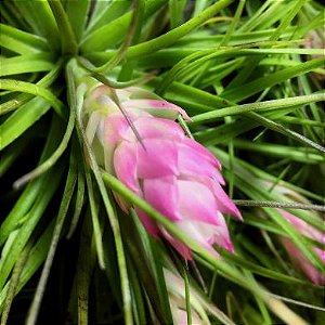 Bromélia Tillandsia stricta com vaso de barro pintado