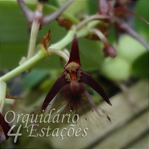 Bulbophyllum barbigerum - Adulto