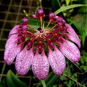 Bulbophyllum eberhardtii - Nbs