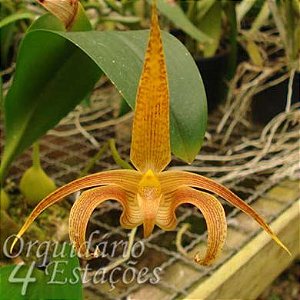 Bulbophyllum polystictum - Adulta