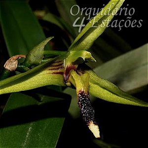 Bulbophyllum septemtrionale - Adulto