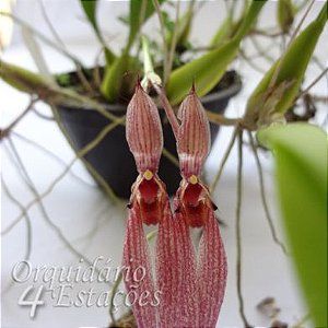 Orquidea Bulbophyllum biflorum - Adulto