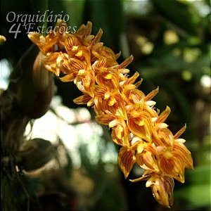 Orquídea Bulbophyllum careyanum - Adulta