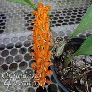 Orquídea Bulbophyllum elassonotum - Adulta