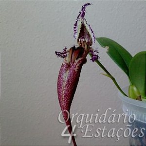Orquídea Bulbophyllum fascinator - Adulta
