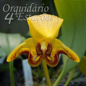 Orquídea Bulbophyllum dearei - Adulta