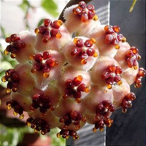 Suculenta Coração -  Hoya Kerrii - Flor de Cera