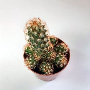 Cacto Dedo de Moça - Mammillaria elongata