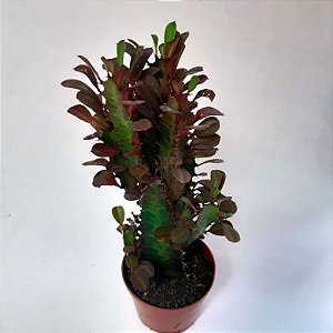 Cacto Euphorbia Trigona Rubra