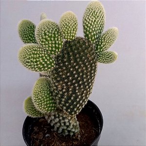 Cacto Mickey - Opuntia Microdasys