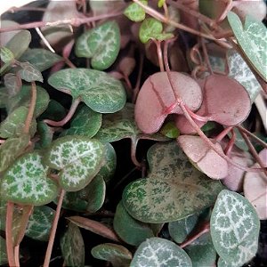 Corações Emaranhados - Ceropegia woodii