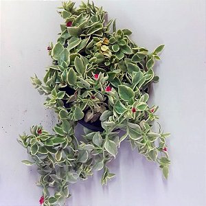 Rosinha de Sol Variegata - Aptenia cordifolia