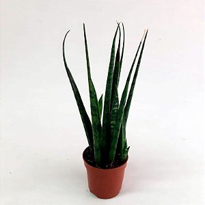 Sansevieria Espada Mini