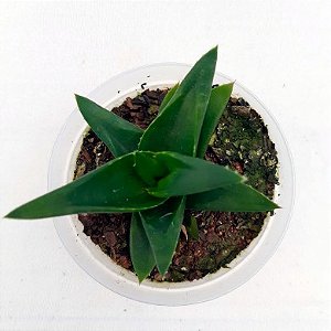 Suculenta Aloe Black Gem