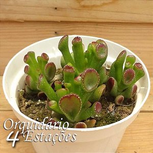 Suculenta Crassula Ovata Gollum "Orelhas de Shrek"