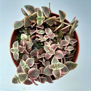 Suculenta Crassula pelúcida variegata