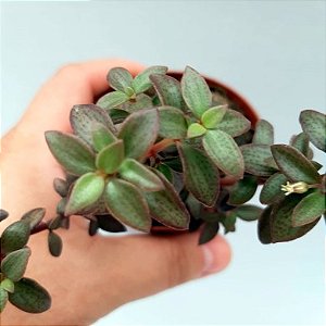 Suculenta Crassula volkensis