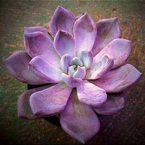 Suculenta Echeveria Beverley