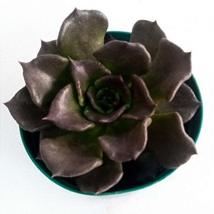 Suculenta Echeveria Black Prince "Fat"