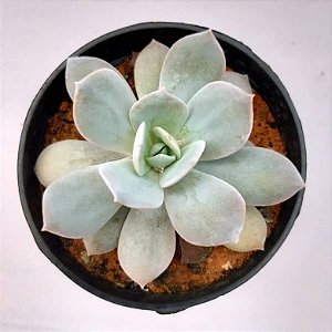 Suculenta Echeveria Blue 'variação'