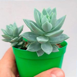 Suculenta Echeveria Blue Star