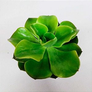 Suculenta Echeveria Camaleão