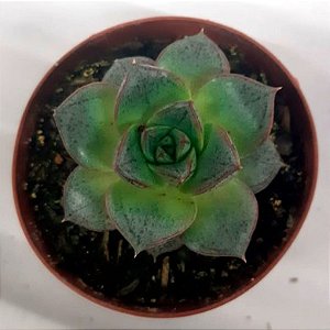 Suculenta Echeveria dionysos