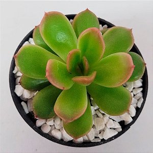 Suculenta Echeveria híbrida 02