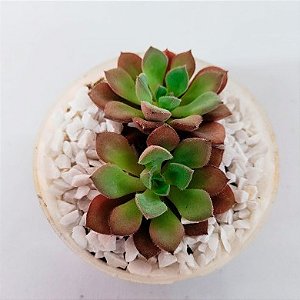 Suculenta Echeveria Paula