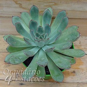 Suculenta Echeveria pulidonis