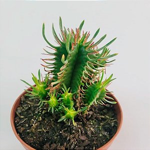 Suculenta Euphorbia 02