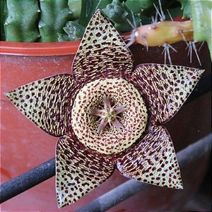 Suculenta Flor Lagarto - Stapelia Variegata