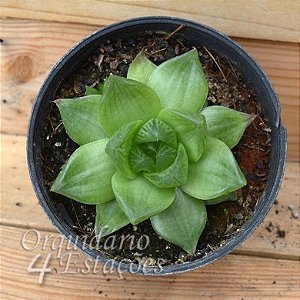 Suculenta Haworthia cymbiformis